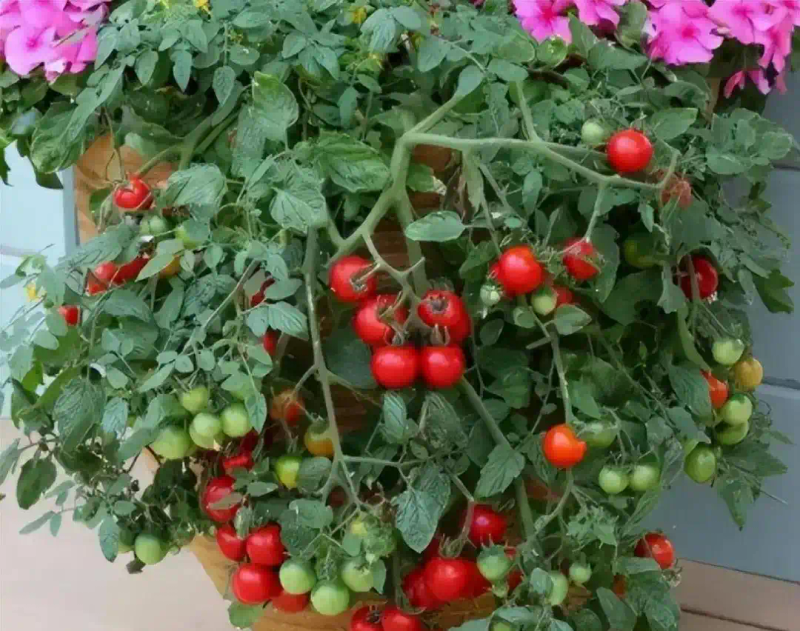 Family balcony gardening