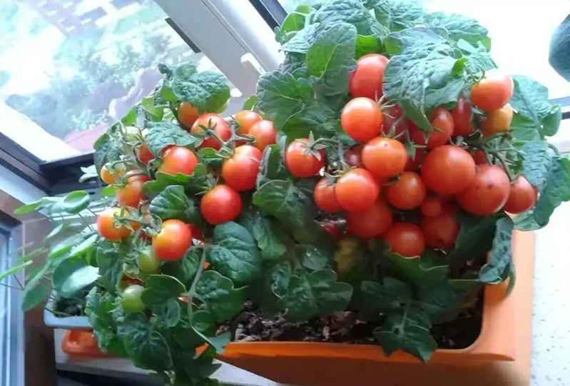 Family balcony gardening