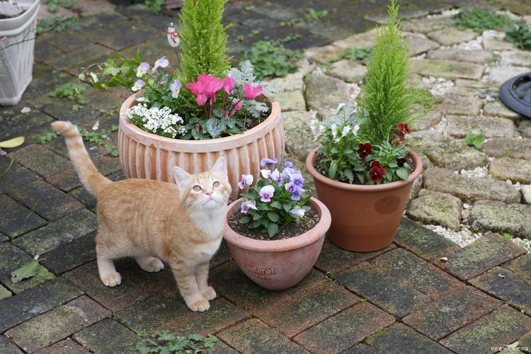 茶花的种植方法