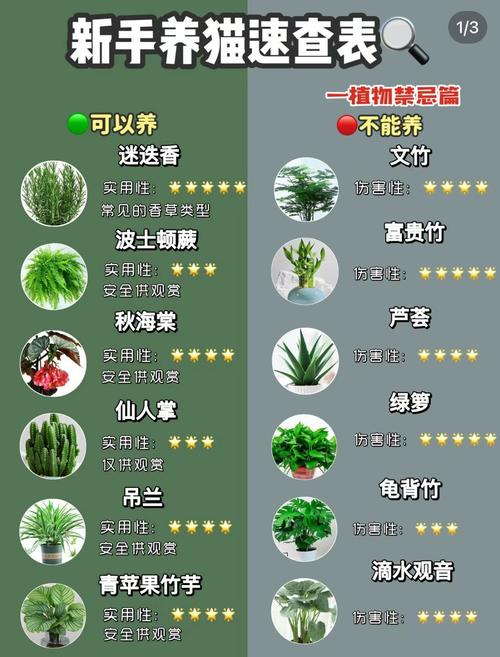 茶花的种植方法