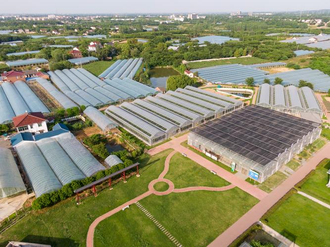 红乳葡萄种植技术