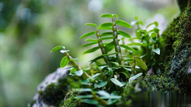 专业铁皮石斛种植技术