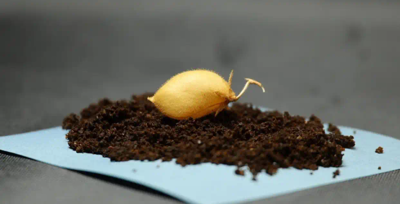 月球种植蔬菜图片