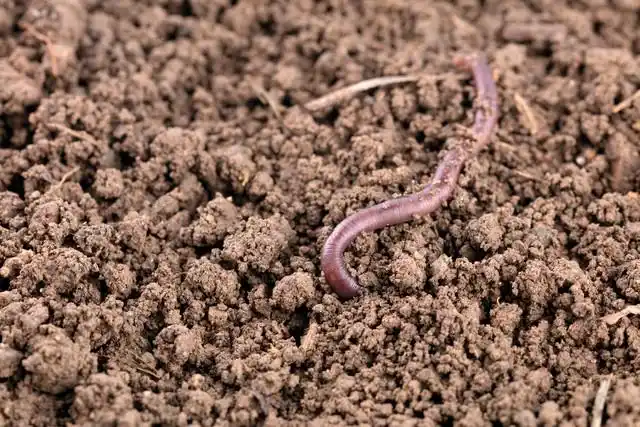 月球种植蔬菜图片