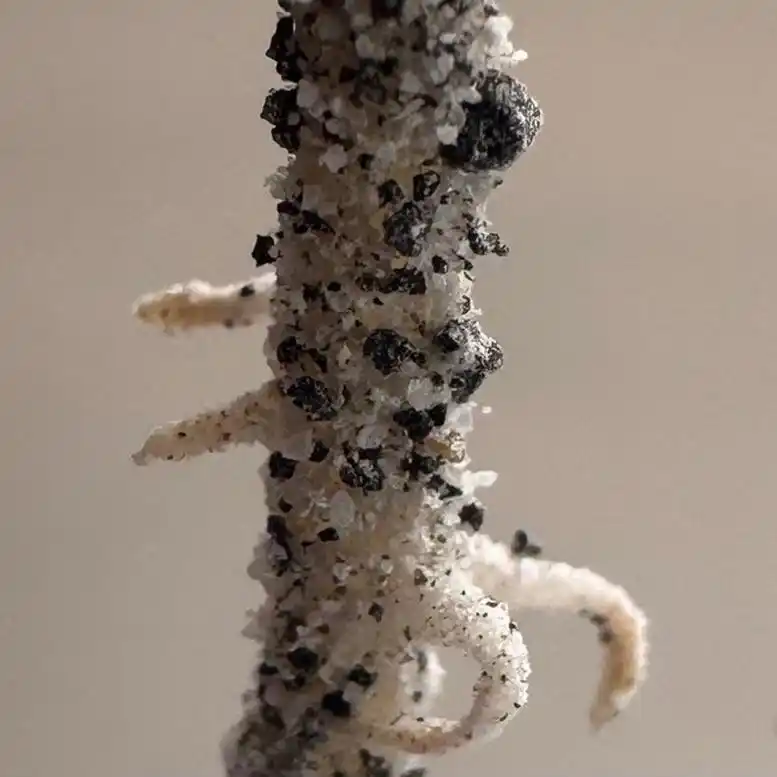 月球种植蔬菜图片