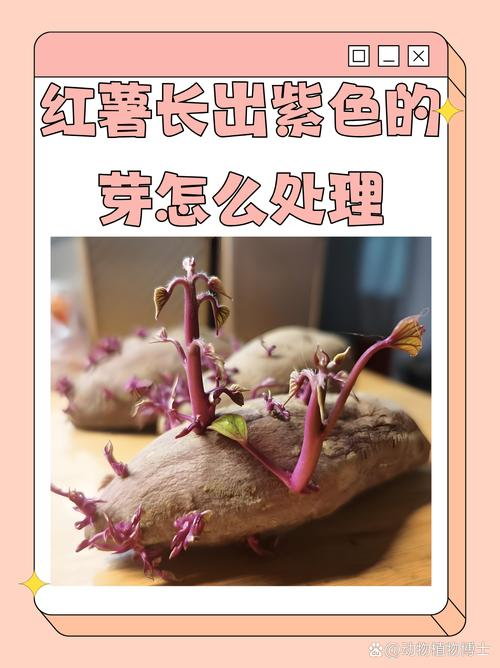农广天地红薯种植技术