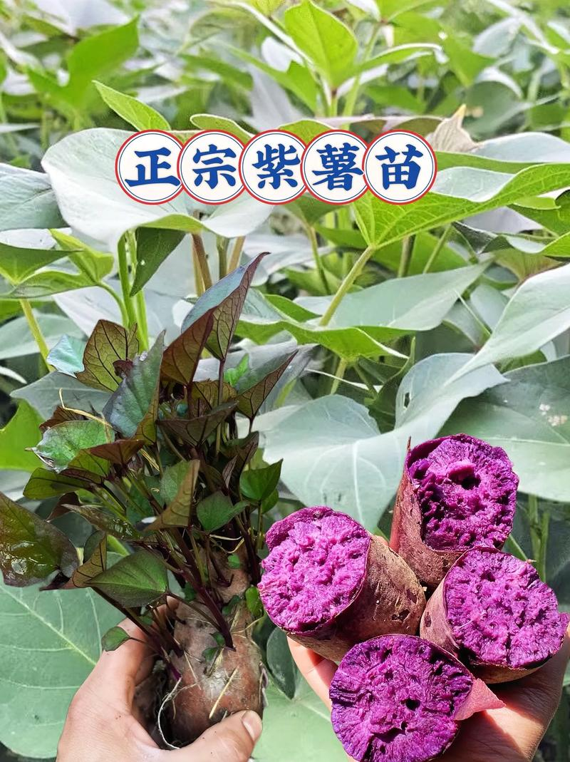 农广天地红薯种植技术