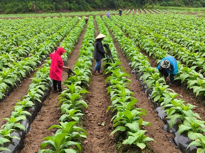 Tobacco growing techniques