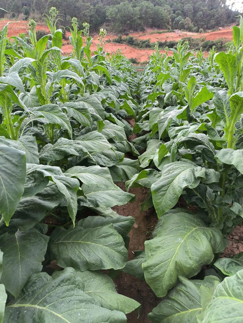 Tobacco growing techniques