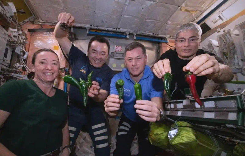 Picture of the moon growing vegetables
