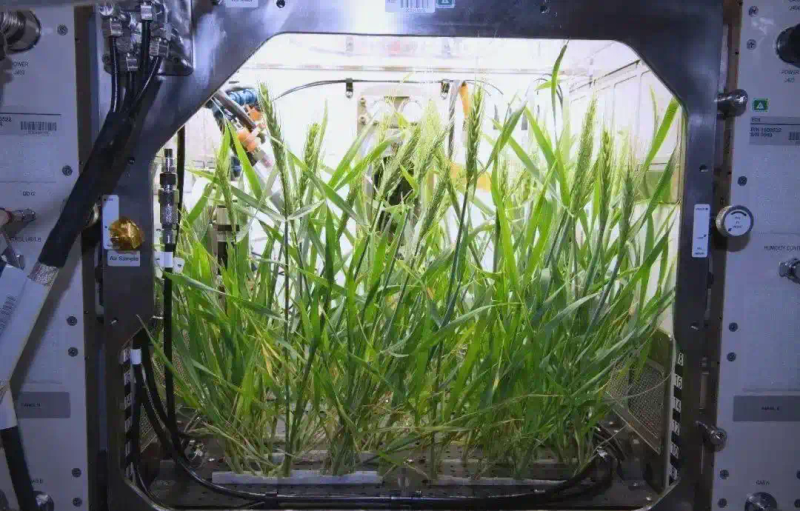 Picture of the moon growing vegetables