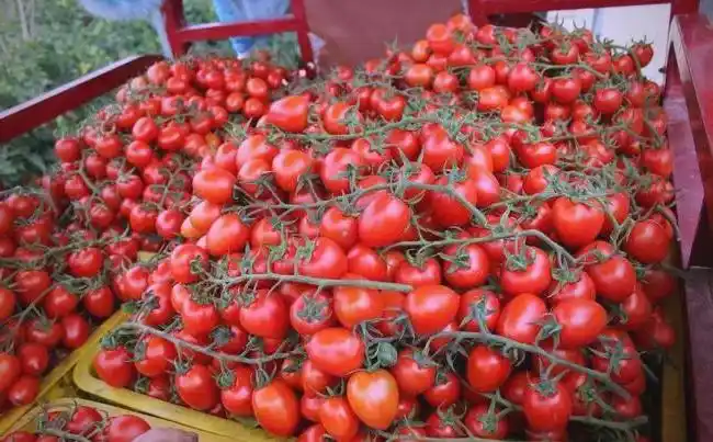 Picture of the moon growing vegetables
