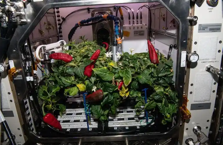 Picture of the moon growing vegetables