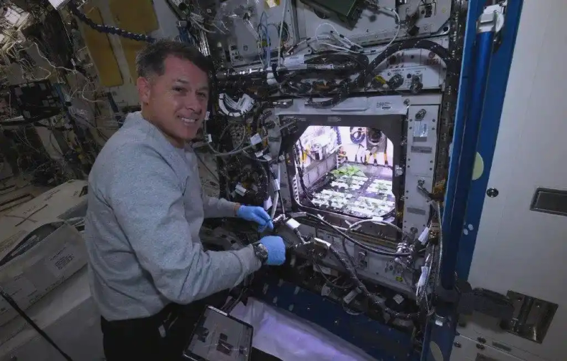 Picture of the moon growing vegetables