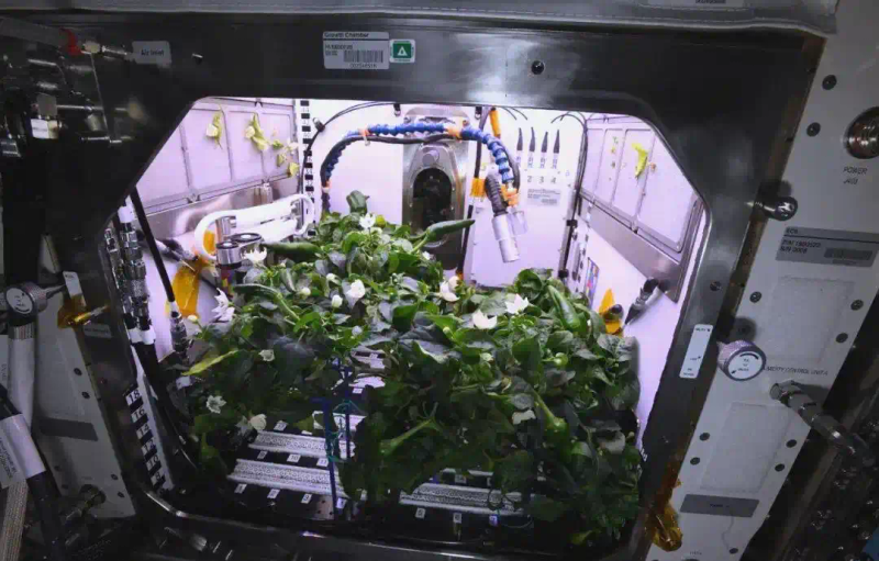 Picture of the moon growing vegetables