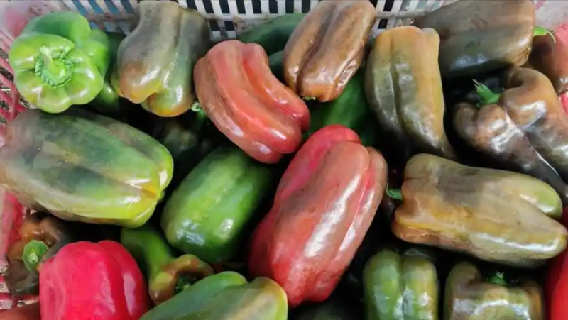 Picture of the moon growing vegetables