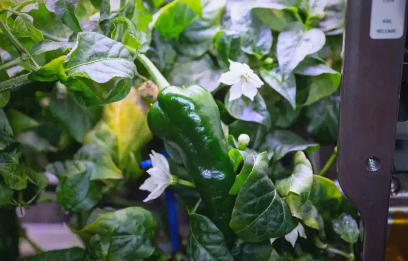 Picture of the moon growing vegetables