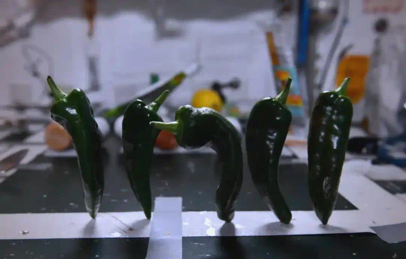 Picture of the moon growing vegetables