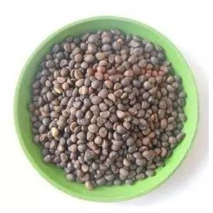 The way the potted cabbage is grown