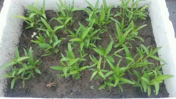 The way the potted cabbage is grown