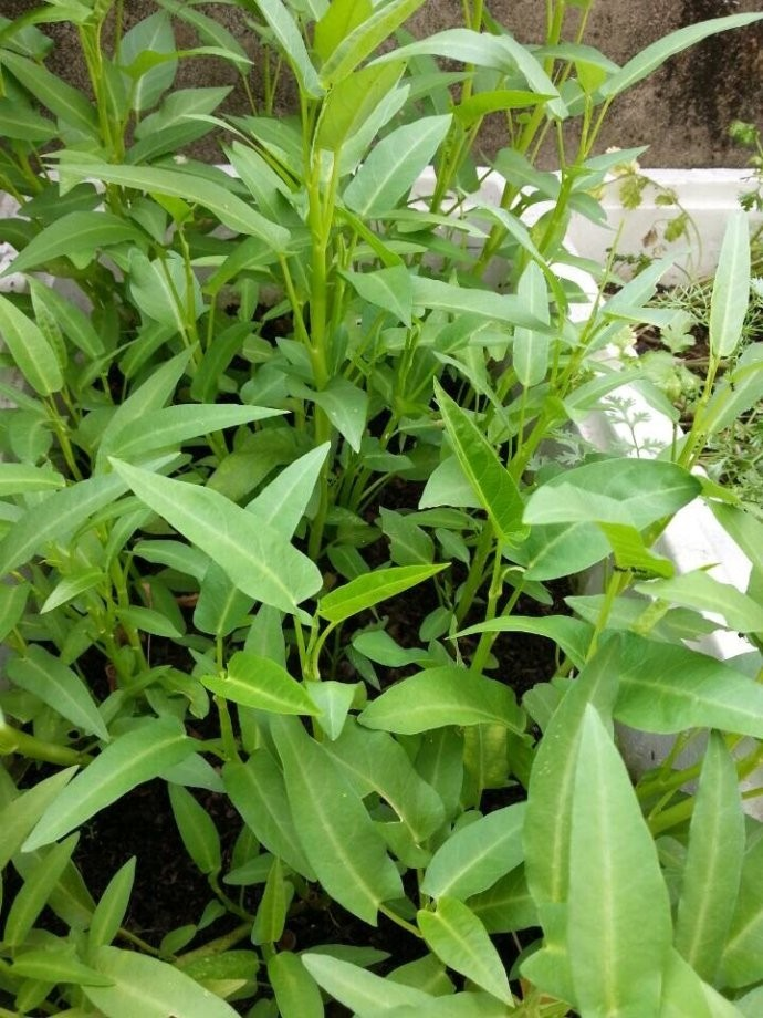 The way the potted cabbage is grown