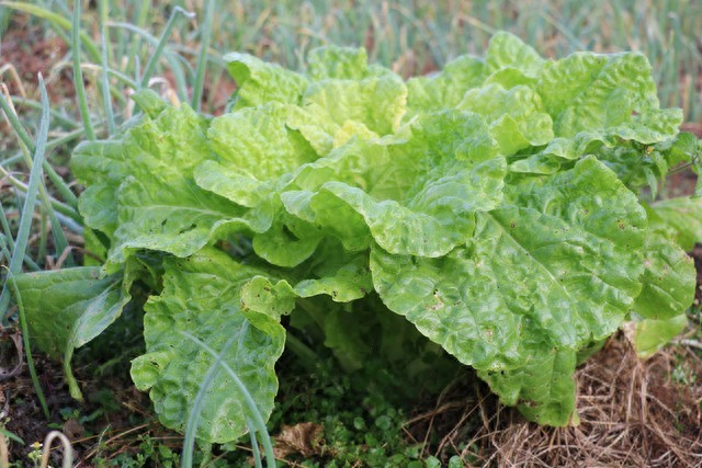 Four seasons of onion planting