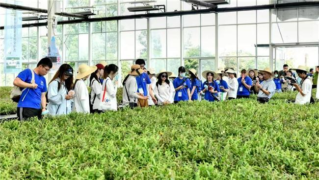 专业铁皮石斛种植技术