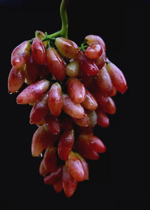 Technology for red milk grape cultivation