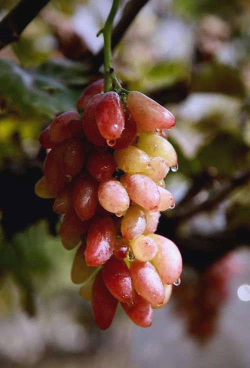 Technology for red milk grape cultivation