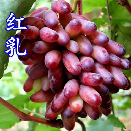 Technology for red milk grape cultivation