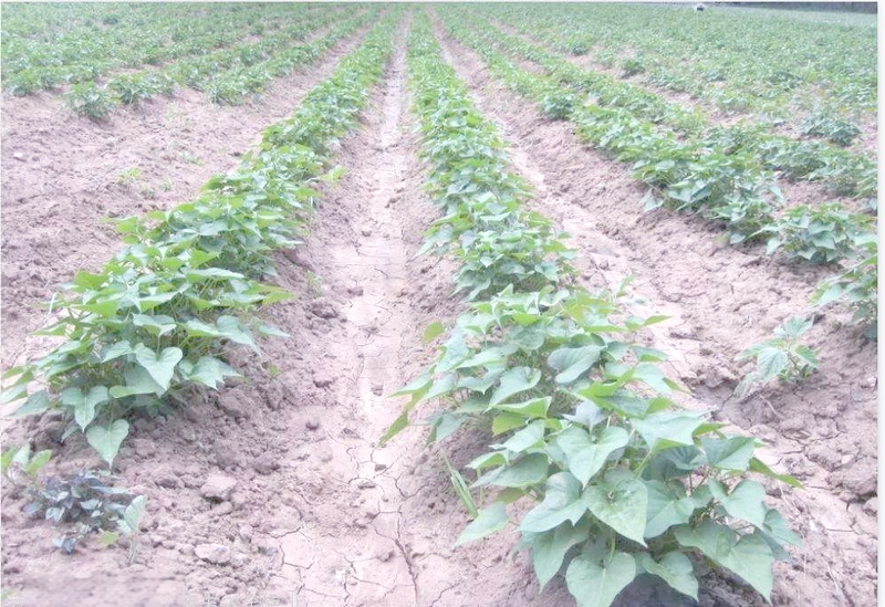 农广天地红薯种植技术