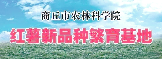 农广天地红薯种植技术