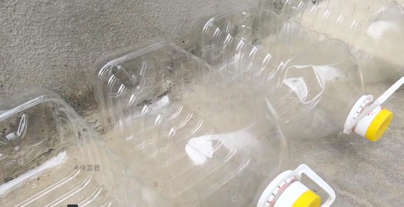 The way the potted cabbage is grown