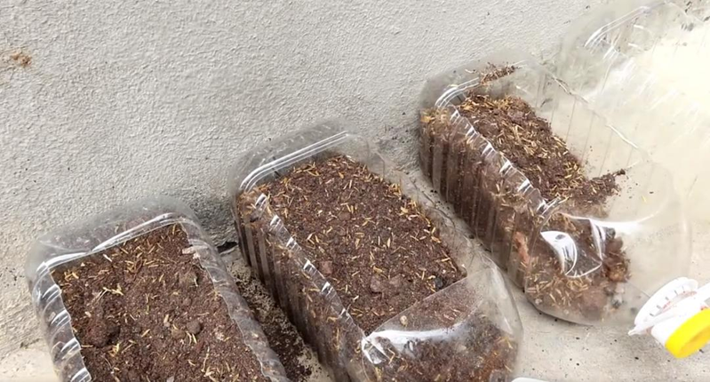 The way the potted cabbage is grown