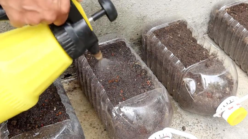 The way the potted cabbage is grown