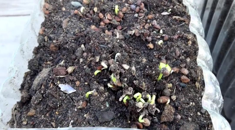 The way the potted cabbage is grown