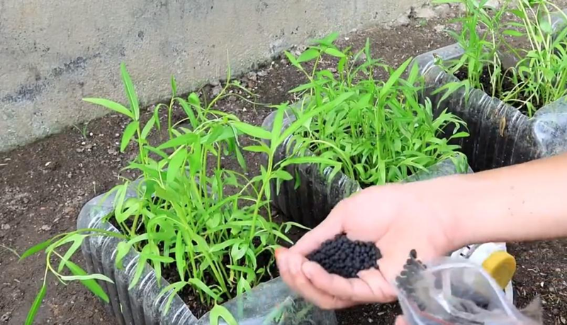 The way the potted cabbage is grown