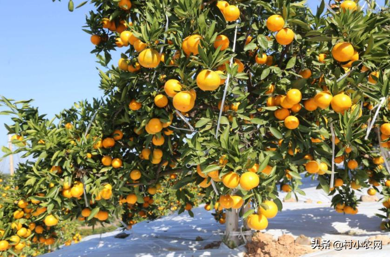 What kind of fruit tree is it