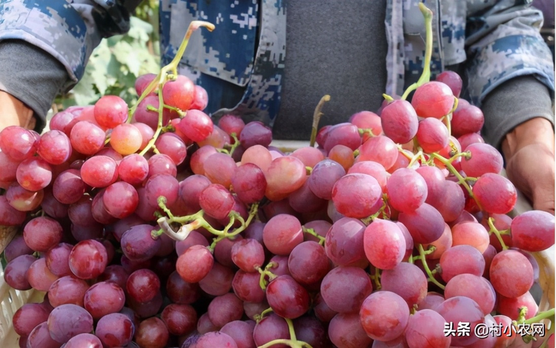 What kind of fruit tree is it