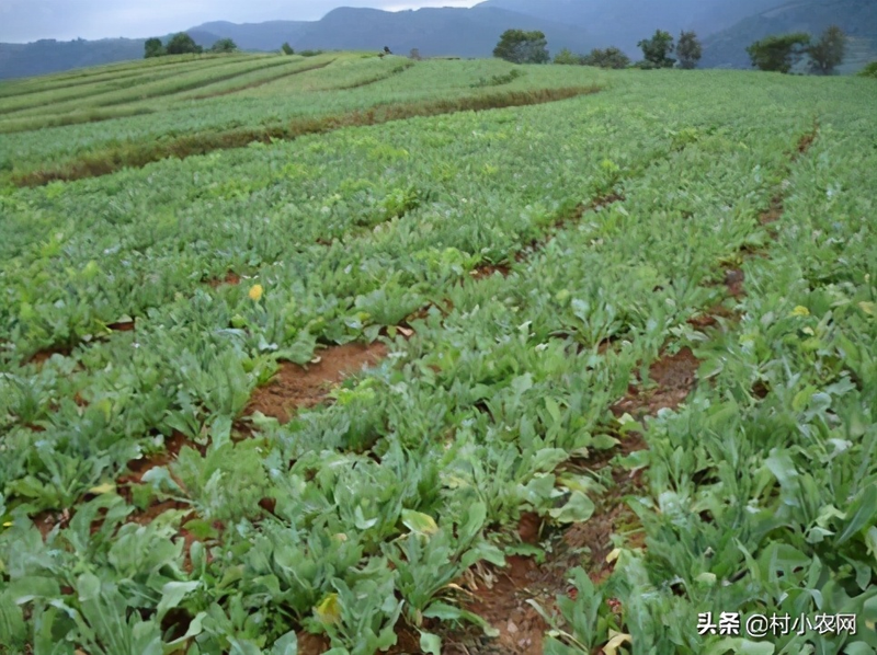 What kind of fruit tree is it