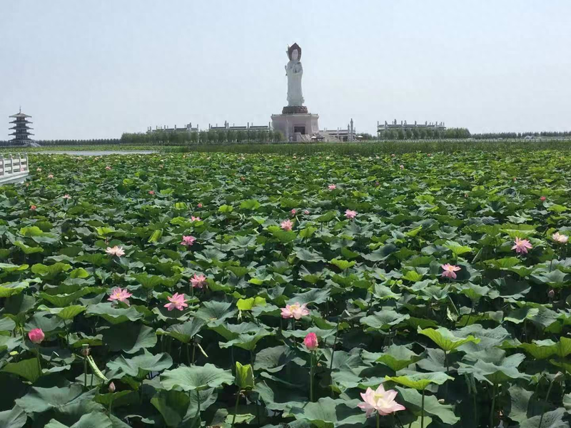 杨树苗的种植方法