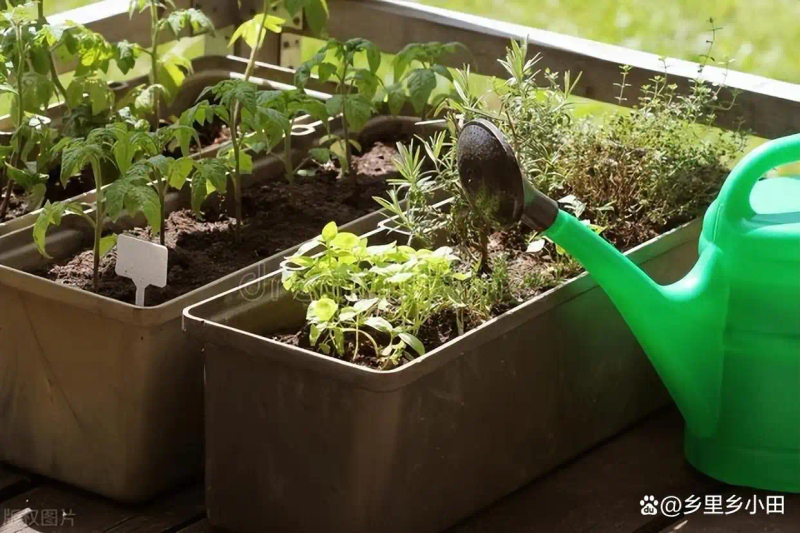 家庭阳台种植蔬菜