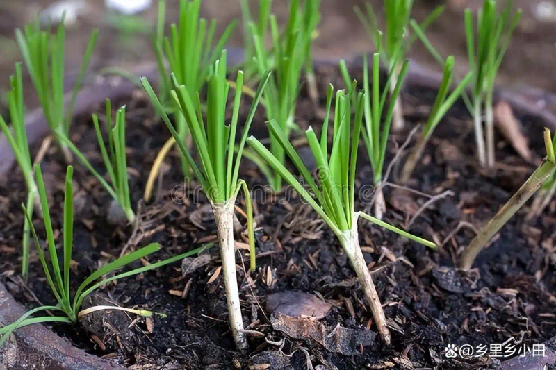 家庭阳台种植蔬菜