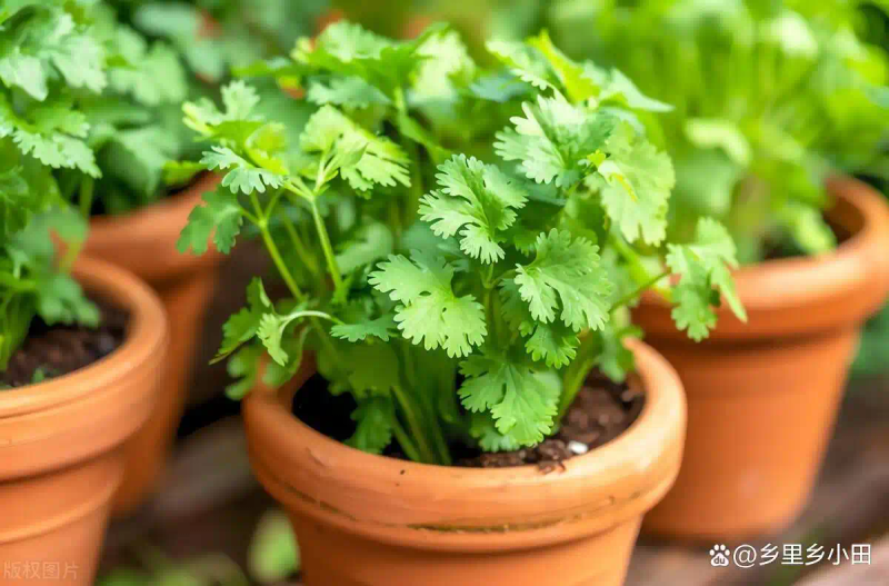 家庭阳台种植蔬菜