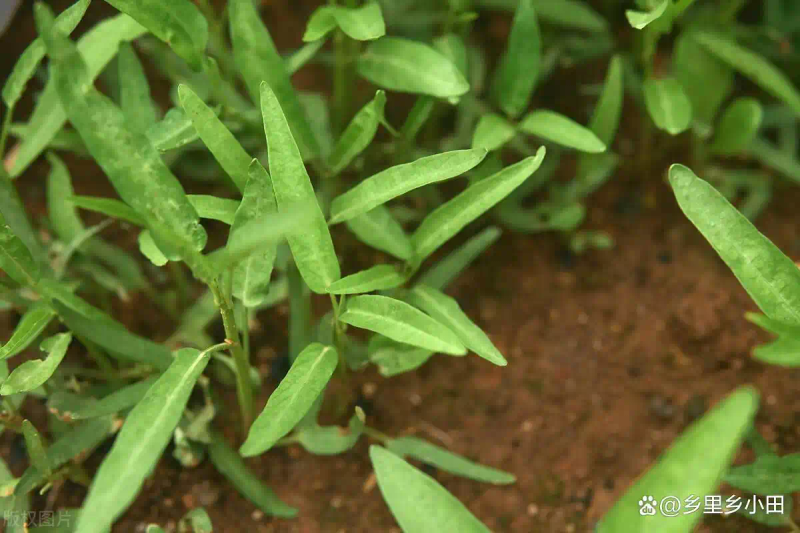 家庭阳台种植蔬菜
