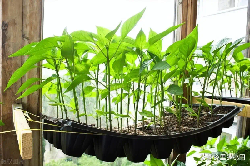 家庭阳台种植蔬菜