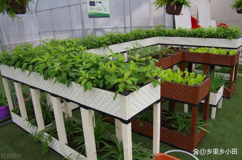 家庭阳台种植蔬菜