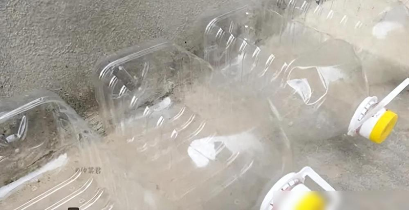 The way the potted cabbage is grown