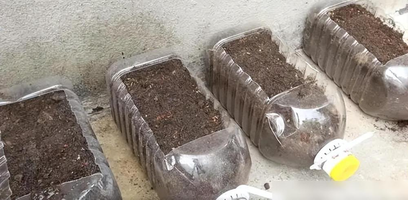 The way the potted cabbage is grown