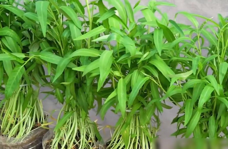 The way the potted cabbage is grown
